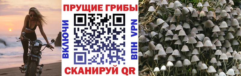 Псилоцибиновые грибы мицелий Кольчугино